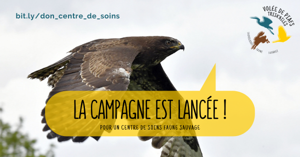 Volée de Piafs - Trisk'ailes - Annonce Lancement crowdfunding
